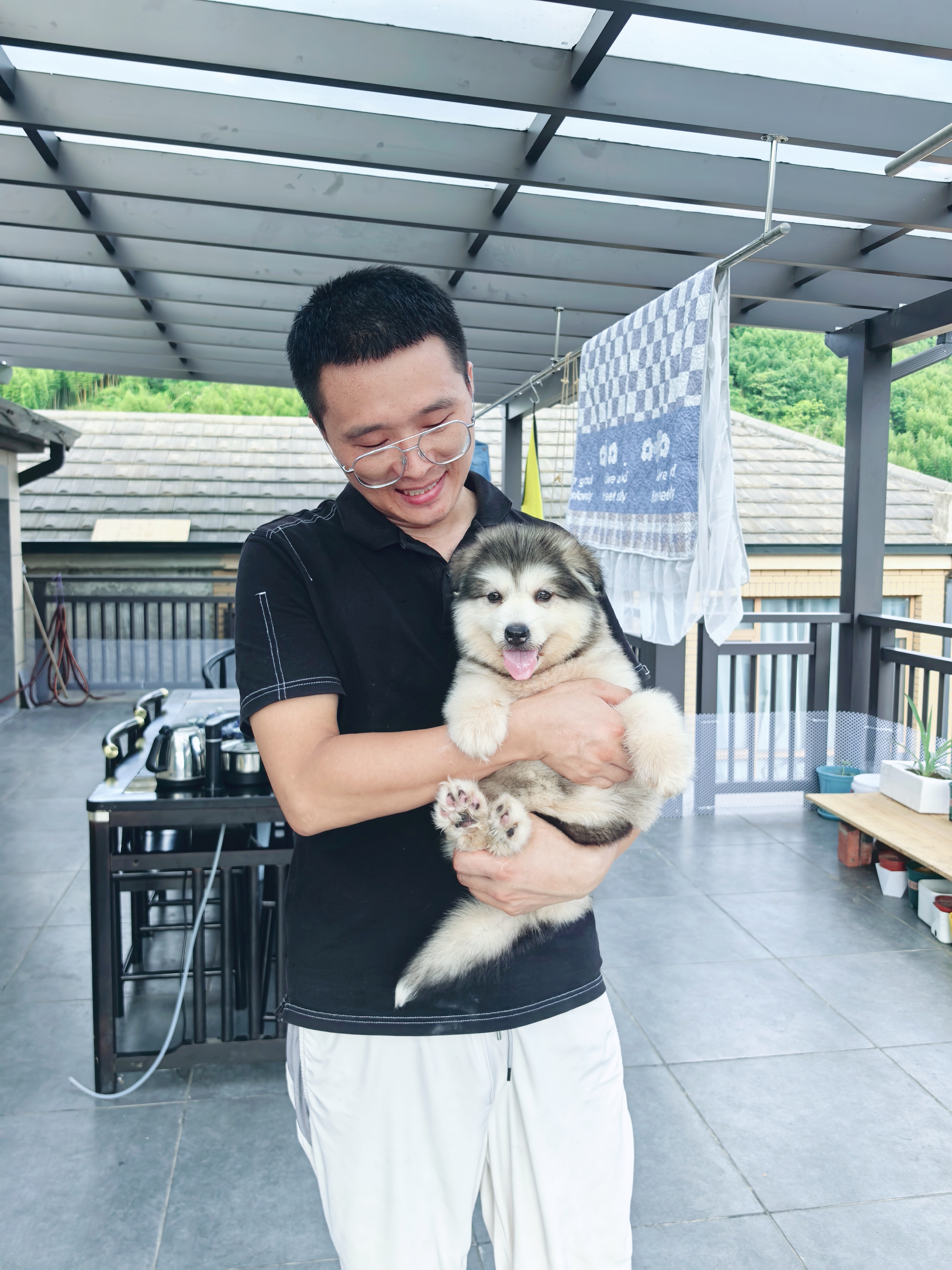 熊版双血统阿拉斯加妹妹
